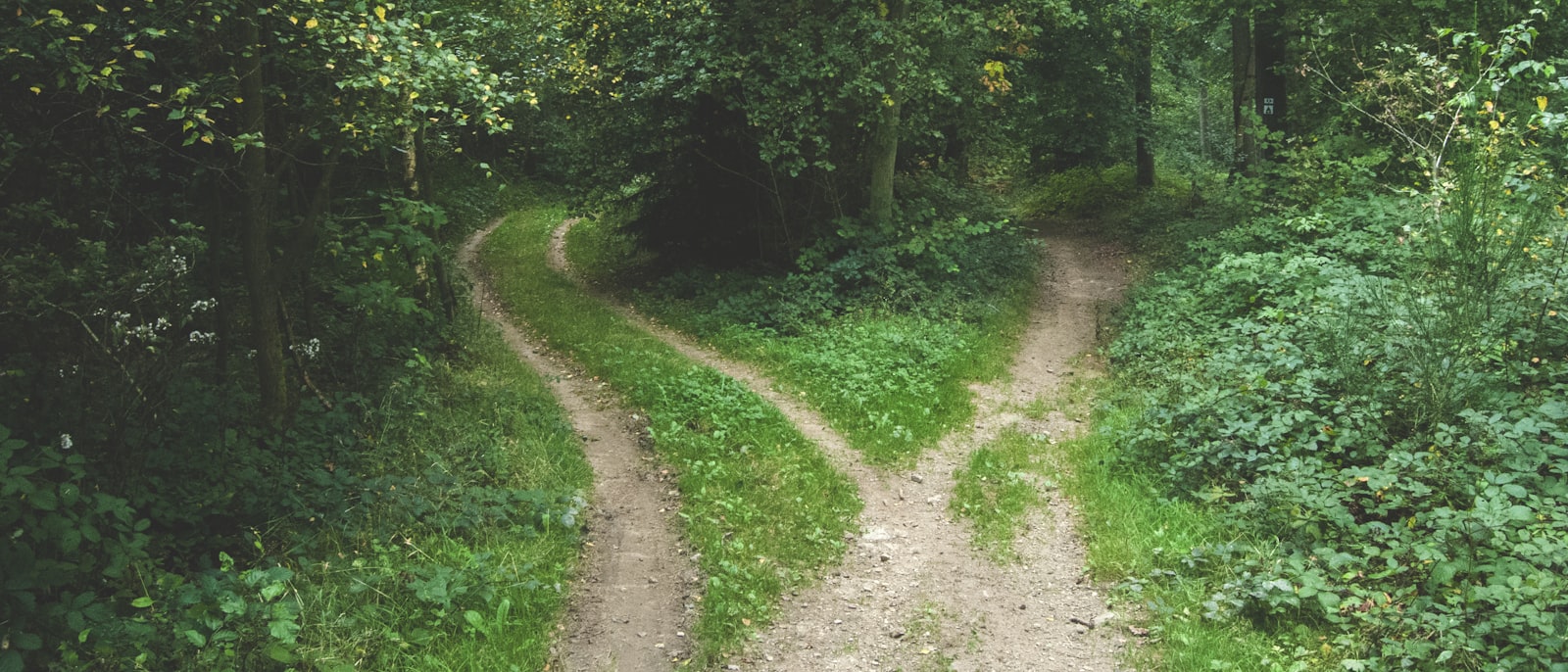 two roads between trees